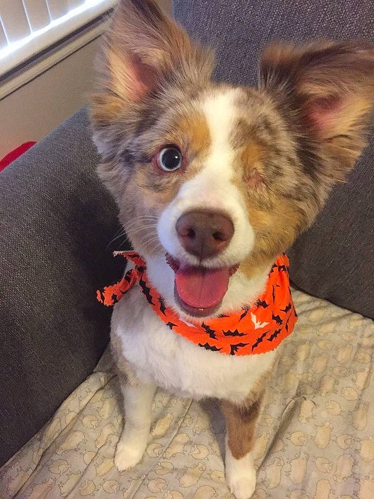 Angel joined the competition — help win amazing prizes! art, bowl, canidae, carnivore, collar, companion_dog, dog, dog_breed, dog_clothes, dog_collar, fawn, fur, herding_dog, paw, snout, sporting_group, tail, whiskers, working_animal, working_dog