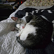Seyla is registered to the contest to win money with this photo: cat, sleeping_cat, curled_up, bed, blanket, quilt, pillow, sleeping, pet, indoor, cozy, fur, whiskers, pink_nose, paws, nap, domestic_cat, bedroom, headboard, black_and_white_fur