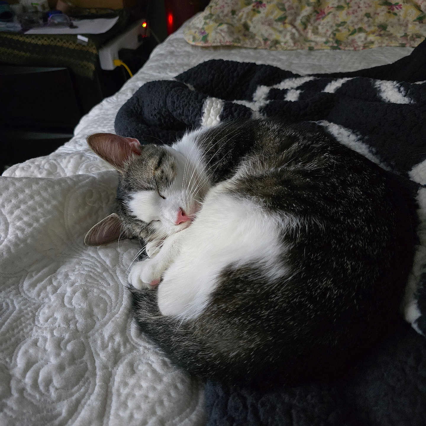 Seyla is registered to the contest to win money with this photo: bed, bedroom, black_and_white_fur, blanket, cat, cozy, curled_up, domestic_cat, fur, headboard, indoor, nap, paws, pet, pillow, pink_nose, quilt, sleeping, sleeping_cat, whiskers