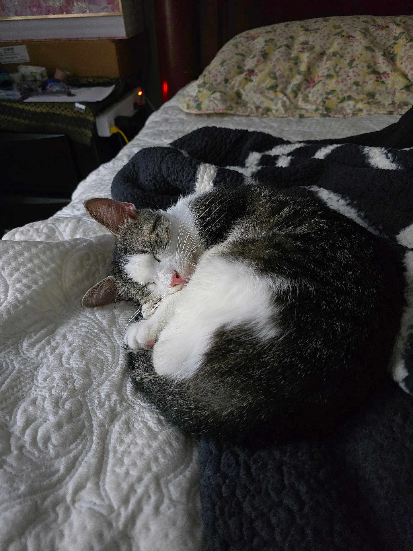 Seyla is registered to the contest to win money with this photo: cat, sleeping_cat, curled_up, bed, blanket, quilt, pillow, sleeping, pet, indoor, cozy, fur, whiskers, pink_nose, paws, nap, domestic_cat, bedroom, headboard, black_and_white_fur