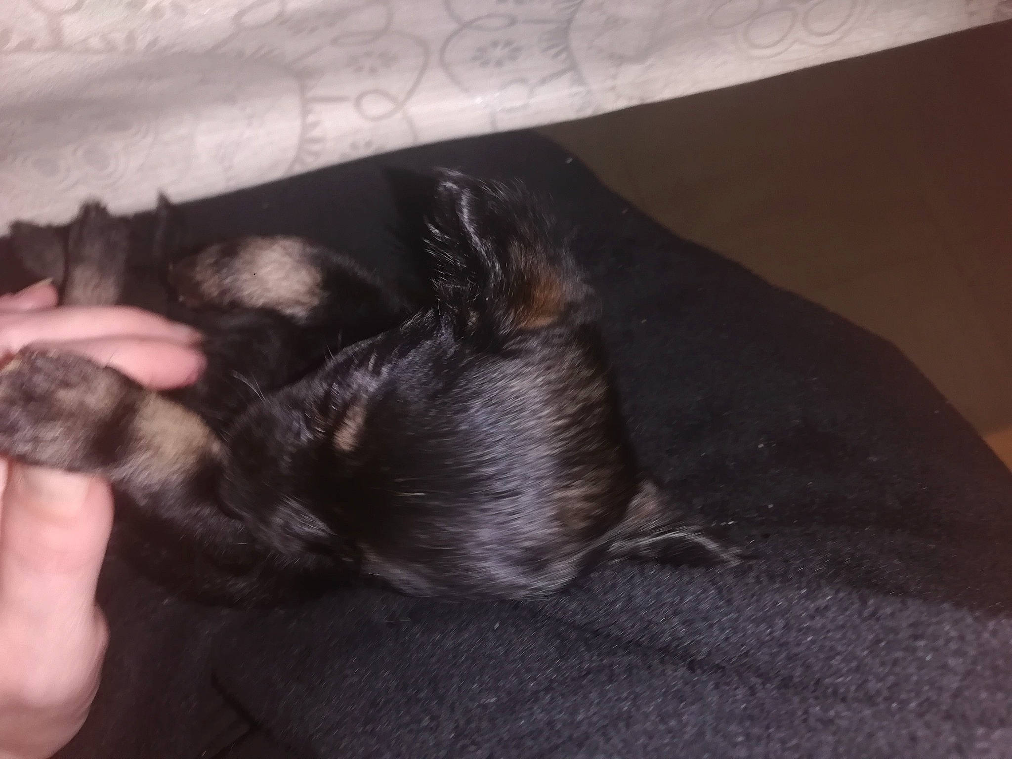 Praline a rejoint le concours — aidez-le/la à gagner de superbes lots ! canidae, carnivore, claw, ear, fawn, nap, neck, paw, puppy, skin, tail, whiskers