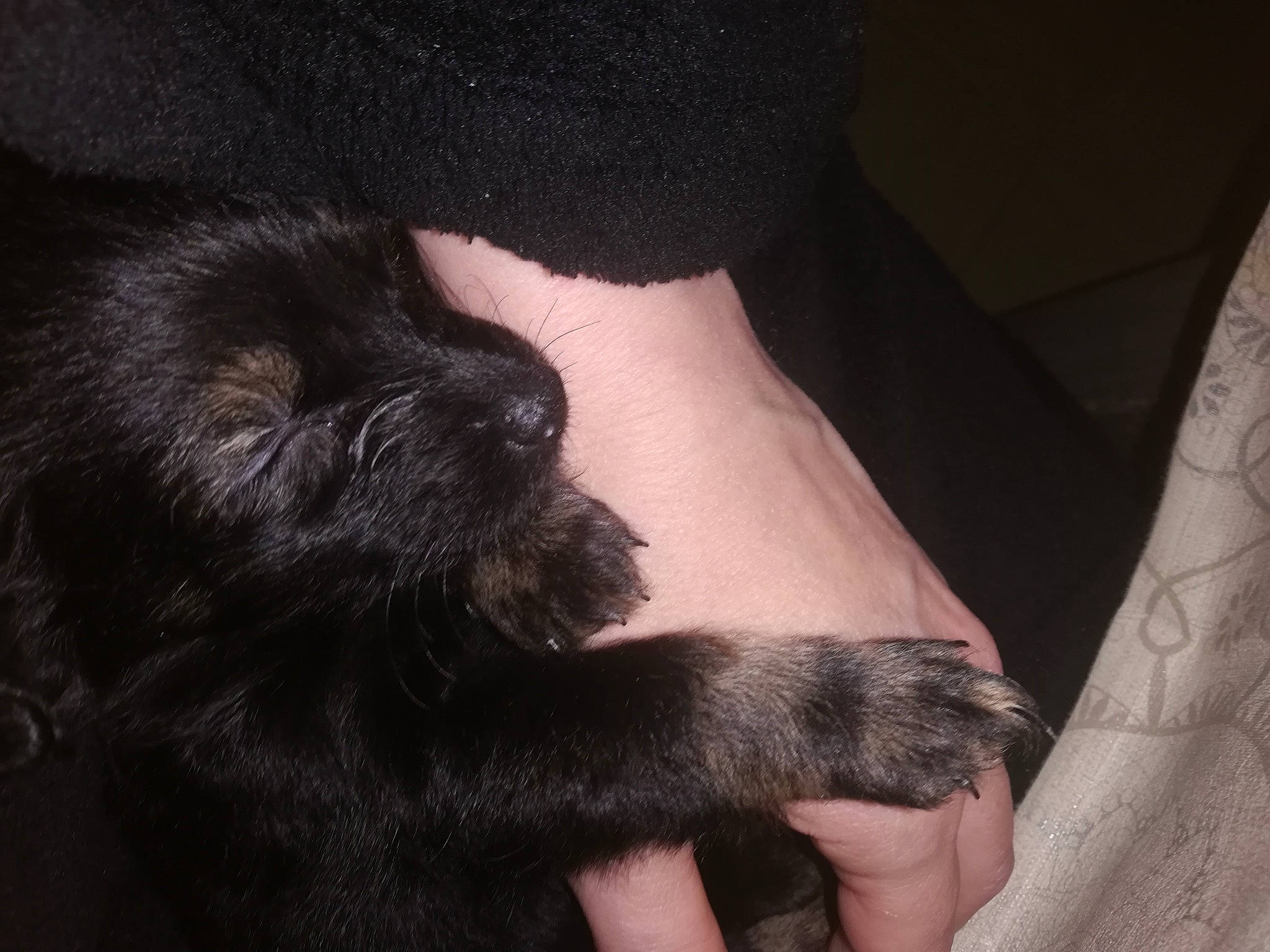 Praline a rejoint le concours — aidez-le/la à gagner de superbes lots ! black_cat, black_hair, canidae, carnivore, cat, claw, dog_breed, ear, felidae, fur, hand, neck, nose, paw, puppy, skin, small_to_medium_sized_cats, snout, tail, whiskers