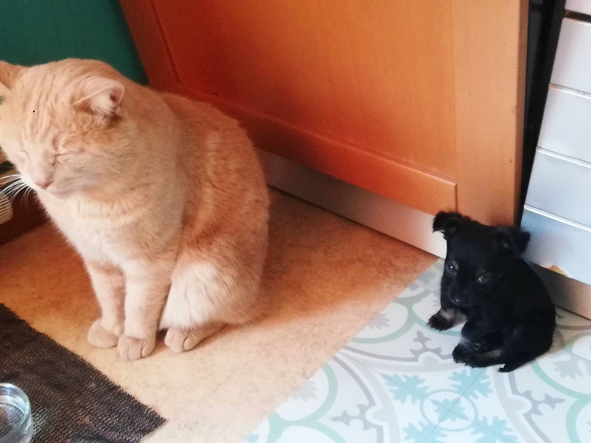 Praline a rejoint le concours — aidez-le/la à gagner de superbes lots ! asian, british_shorthair, canidae, carnivore, cat, chartreux, cymric, domestic_short_haired_cat, european_shorthair, fawn, felidae, fur, kurilian_bobtail, mammal, small_to_medium_sized_cats, tail, vertebrate, whiskers