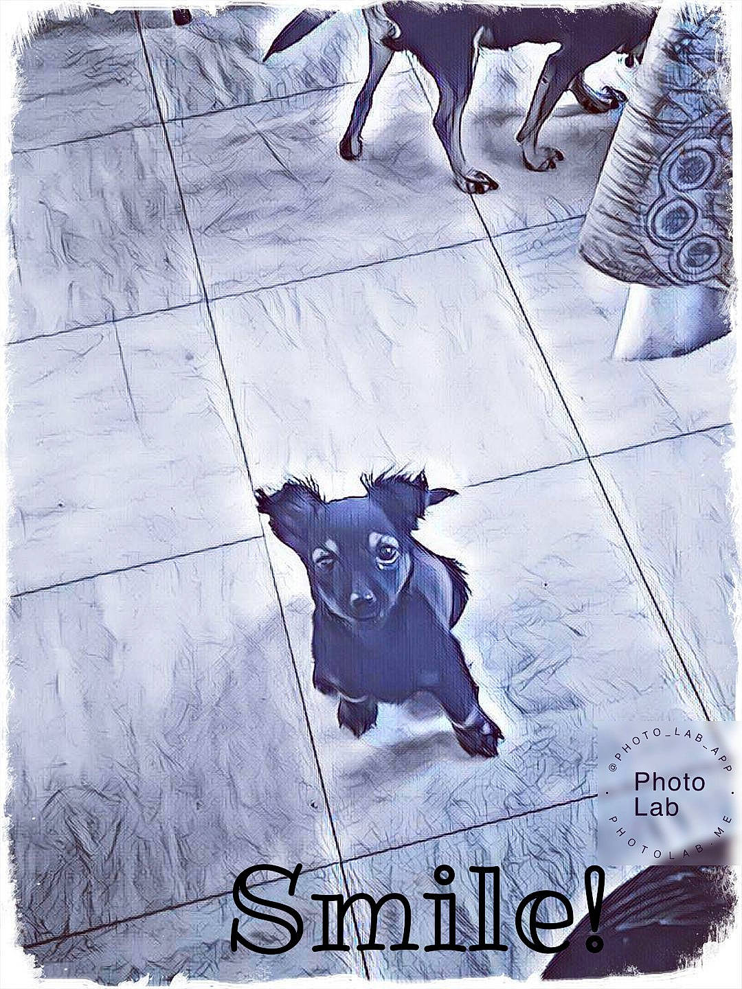 Praline a rejoint le concours — aidez-le/la à gagner de superbes lots ! canidae, carnivore, dog, dog_breed, french_bulldog, miniature_pinscher, non_sporting_group, schipperke, sidewalk, toy_dog