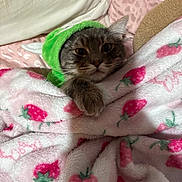 Luchi is registered to the contest to win money with this photo: animal, bed, blanket, cat, comfort, cozy, cute, cute_outfit, face, feline, fur, green_hoodie, indoor, paw, pet, pink, resting, sleepy, soft, warm
