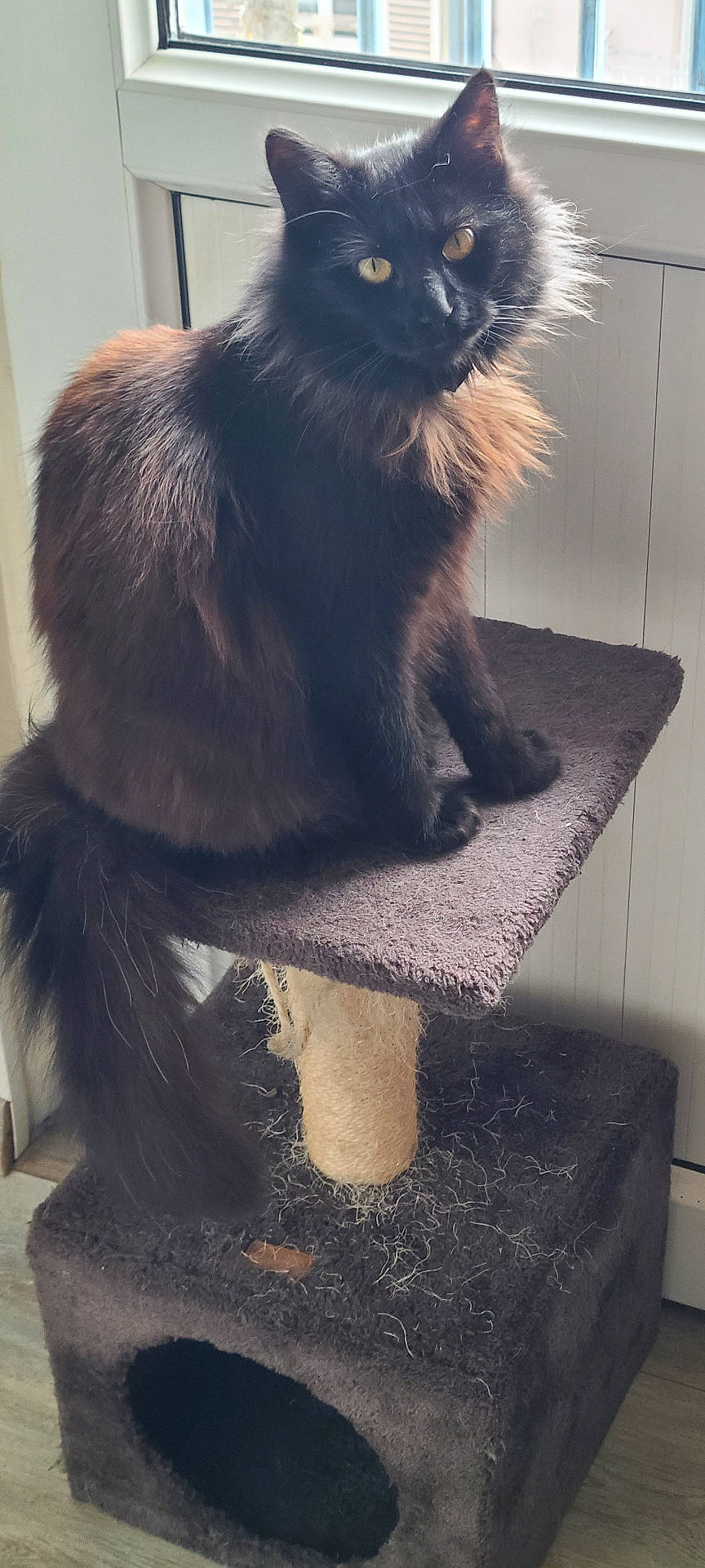 Minette participe au concours pour gagner de l'argent avec cette photo : animal, black_cat, carpeted_platform, cat, cat_tree, domestic_cat, feline, fluffy_tail, fur, home_interior, indoor, long_hair, looking, natural_light, pet, pet_accessory, scratched_cat_tree, sitting, window, window_light
