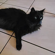 Minette a rejoint le concours — aidez-le/la à gagner de superbes lots ! cat, black_cat, animal, pet, indoor, floor, tile_floor, feline, resting, lying_down, domestic_animal, fur, whiskers, tail, four_legs, ears, eyes, quiet, calm, household