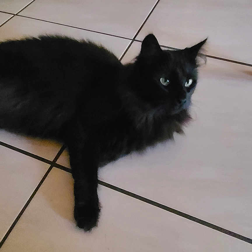 Minette