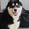 Youki a rejoint le concours — aidez-le/la à gagner de superbes lots ! dog, husky, black_and_white, indoor, pet, smiling, tongue_out, fur, canine, animal, companion, sitting, happy, portrait, face, ears, friendly, cute, domestic, background
