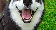 Youki a rejoint le concours — aidez-le/la à gagner de superbes lots ! dog, husky, smiling, happy, grass, outdoor, pet, canine, tongue_out, black_and_white, fur, animal, nature, playful, friendly, closeup, looking_up, walk, leash, cute