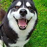 dog, husky, smiling, happy, grass, outdoor, pet, canine, tongue_out, black_and_white, fur, animal, nature, playful, friendly, closeup, looking_up, walk, leash, cute