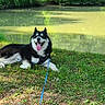 Youki a rejoint le concours — aidez-le/la à gagner de superbes lots ! dog, husky, black_and_white, grass, pond, water, trees, greenery, outdoor, sunny, nature, leash, canine, park, tongue_out, happy, resting, daytime, reflection, scenic