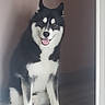 dog, black_and_white, sitting, indoor, tongue_out, pet, canine, animal, fur, ears, happy, smiling, floor, doorway, looking_at_camera, mammal, domestic_animal, friendly, cute, portrait
