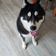 Youki a rejoint le concours — aidez-le/la à gagner de superbes lots ! dog, husky, indoor, floor, wooden_floor, black_and_white, tongue_out, pet, animal, canine, fur, ears, eyes, happy, standing, chair, shoes, home, background, looking_up