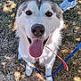 dog, husky, tongue_out, happy, pet, animal, leash, grass, outdoor, canine, fur, white, gray, smiling, eyes, nose, paw, standing, person, sneakers