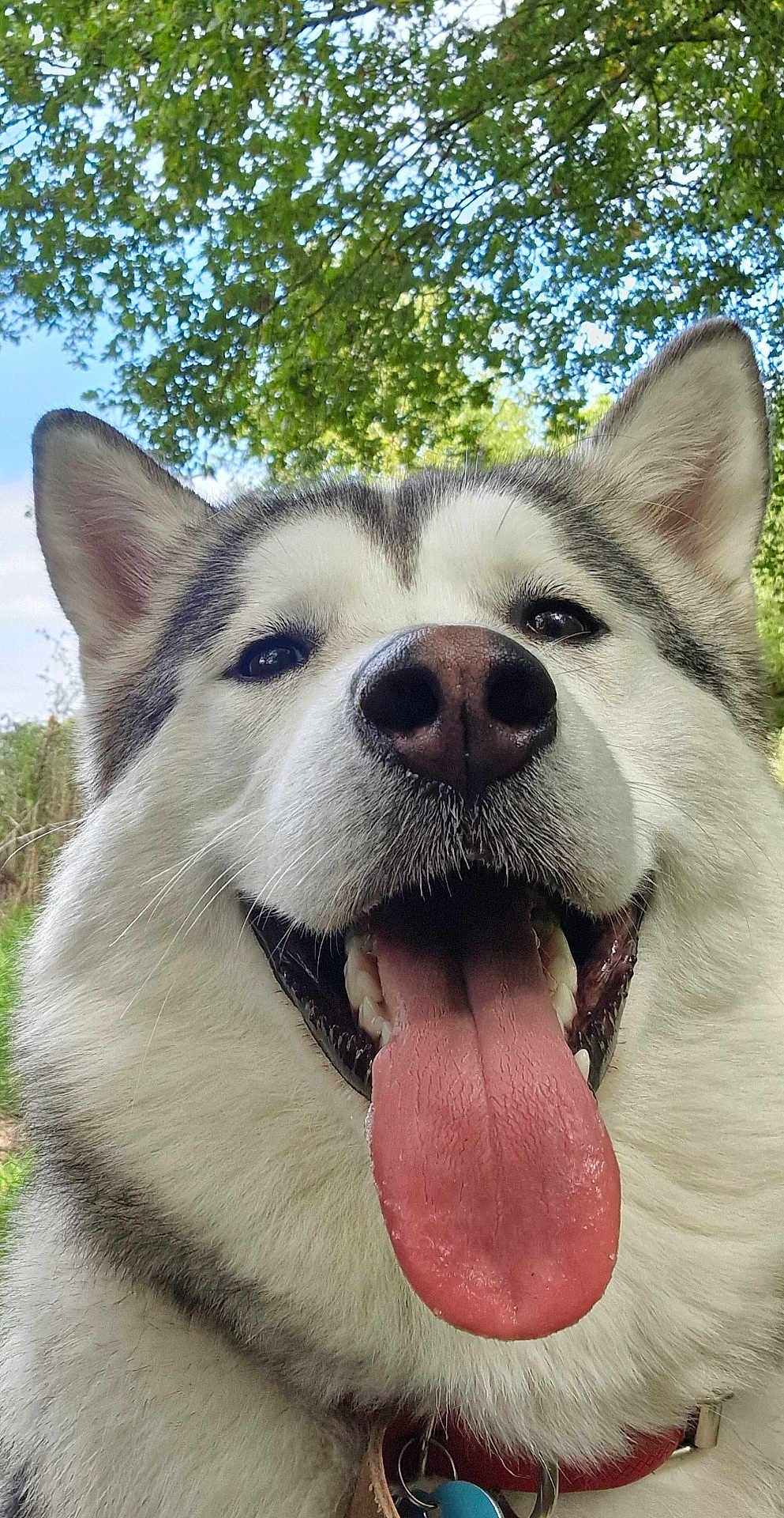 Vickie participe au concours pour gagner de l'argent avec cette photo : dog, husky, close_up, tongue_out, happy, outdoor, pet, canine, fur, smiling, nature, greenery, trees, sky, collar, animal, portrait, friendly, tongue, ears