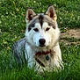 Vickie participe au concours pour gagner de l'argent avec cette photo : dog, husky, animal, grass, outdoor, pet, collar, nature, mammal, field, flower, canine, fur, sitting, greenery, ears, face, snout, eyes, calm