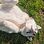 Vickie a rejoint le concours — aidez-le/la à gagner de superbes lots ! dog, white_dog, grass, outdoor, pet, collar, relaxed, lying_down, sunlight, canine, nature, happy, fur, playful, mammal, animal, domestic_animal, cute, friendly, summer