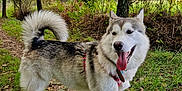 Vickie a rejoint le concours — aidez-le/la à gagner de superbes lots ! dog, husky, leash, forest, path, grass, trees, outdoor, nature, happy, tongue_out, pet, canine, walking, leaf_litter, daylight, fur, animal, smiling, collar