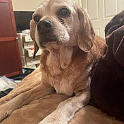 Phoebe is registered to the contest to win money with this photo: dog, pet, indoor, blanket, furniture, brown, fur, paw, cute, canine, relaxed, home, living_room, animal, companion, resting, closeup, portrait, domestic, cute_pet