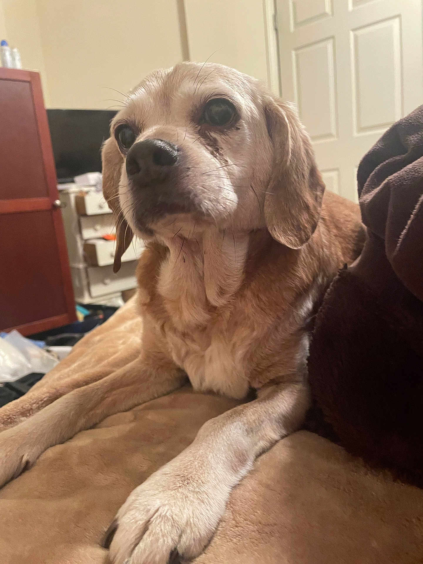 Phoebe is registered to the contest to win money with this photo: dog, pet, indoor, blanket, furniture, brown, fur, paw, cute, canine, relaxed, home, living_room, animal, companion, resting, closeup, portrait, domestic, cute_pet