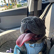 Bella joined the competition — help win amazing prizes! dog, french_bulldog, tongue_out, car_interior, harness, pet, sunlight, window, seat, happy, animal, close_up, smiling, cute, leash, front_seat, canine, companion, domestic_animal, vehicle