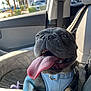 dog, french_bulldog, tongue_out, car_interior, harness, pet, sunlight, window, seat, happy, animal, close_up, smiling, cute, leash, front_seat, canine, companion, domestic_animal, vehicle