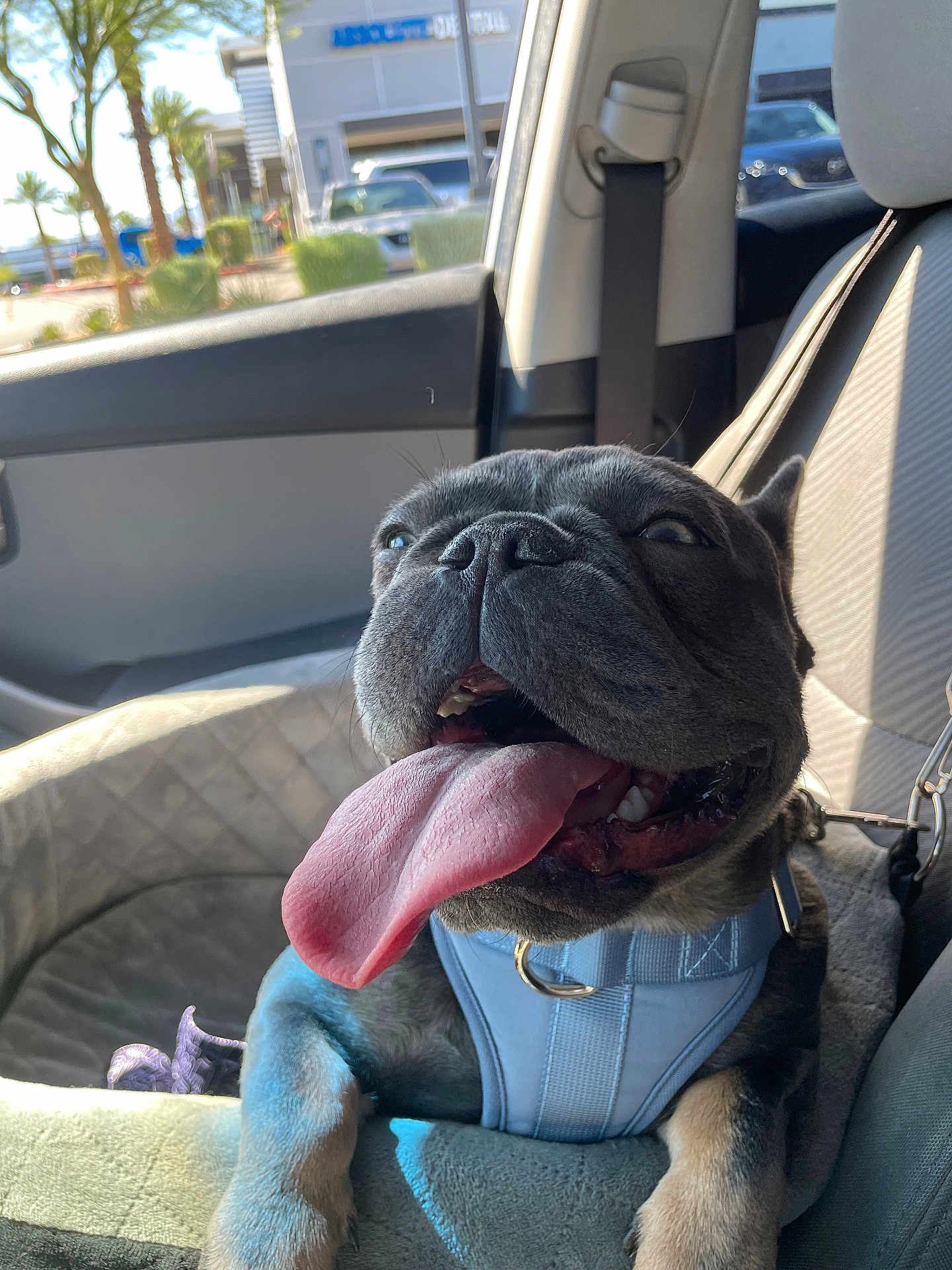 Bella joined the competition — help win amazing prizes! dog, french_bulldog, tongue_out, car_interior, harness, pet, sunlight, window, seat, happy, animal, close_up, smiling, cute, leash, front_seat, canine, companion, domestic_animal, vehicle