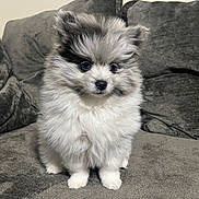 Rocket is registered to the contest to win money with this photo: puppy, dog, fluffy, white_fur, gray_fur, sitting, couch, indoor, portrait, pet, cute, adorable, small_dog, long_hair, black_nose, dark_eyes, front_view, home, furniture, photography