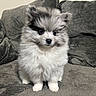 puppy, dog, fluffy, white_fur, gray_fur, sitting, couch, indoor, portrait, pet, cute, adorable, small_dog, long_hair, black_nose, dark_eyes, front_view, home, furniture, photography