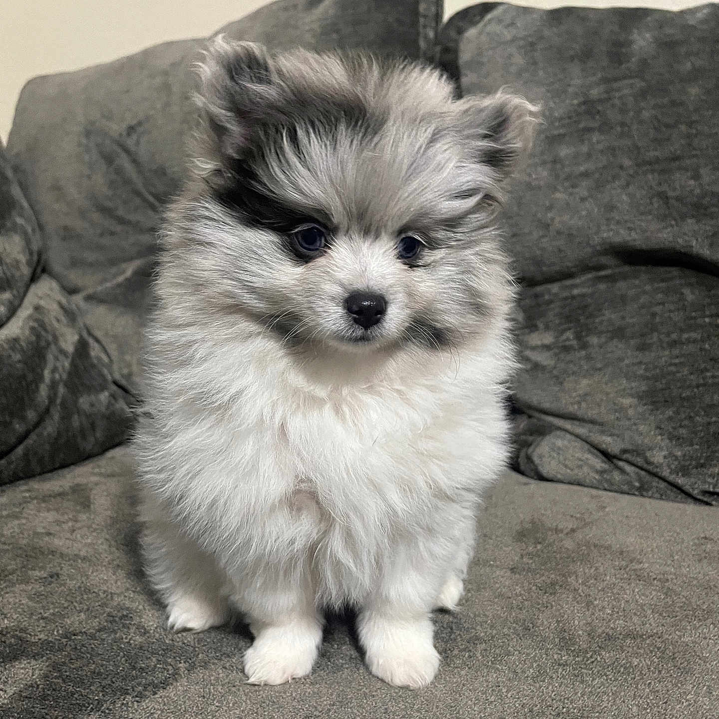 Rocket is registered to the contest to win money with this photo: puppy, dog, fluffy, white_fur, gray_fur, sitting, couch, indoor, portrait, pet, cute, adorable, small_dog, long_hair, black_nose, dark_eyes, front_view, home, furniture, photography