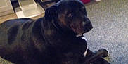Bobfm joined the competition — help win amazing prizes! dog, black_dog, carpet, indoor, floor, pet, animal, lying_down, looking, calm, furniture, household_items, room, domestic, mammal, companion, canine, resting, side_view, quiet