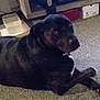 dog, black_dog, carpet, indoor, floor, pet, animal, lying_down, looking, calm, furniture, household_items, room, domestic, mammal, companion, canine, resting, side_view, quiet