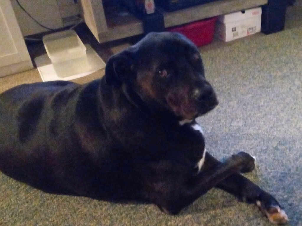 Bobfm joined the competition — help win amazing prizes! dog, black_dog, carpet, indoor, floor, pet, animal, lying_down, looking, calm, furniture, household_items, room, domestic, mammal, companion, canine, resting, side_view, quiet