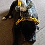 Bobfm is registered to the contest to win money with this photo: dog, black_dog, plush_toy, chicken_toy, carpet, indoor, pet, lying_down, toy_on_back, rope_collar, animal, white_paws, resting, floor, cute, domestic_animal, playful, companion, funny, relaxed