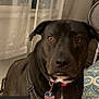 Bobfm is registered to the contest to win money with this photo: dog, black_dog, pet, indoor, collar, tag, window, curtains, fan, bed, bedding, brown_eyes, closeup, animal, domestic_animal, looking, portrait, furniture, home, curious