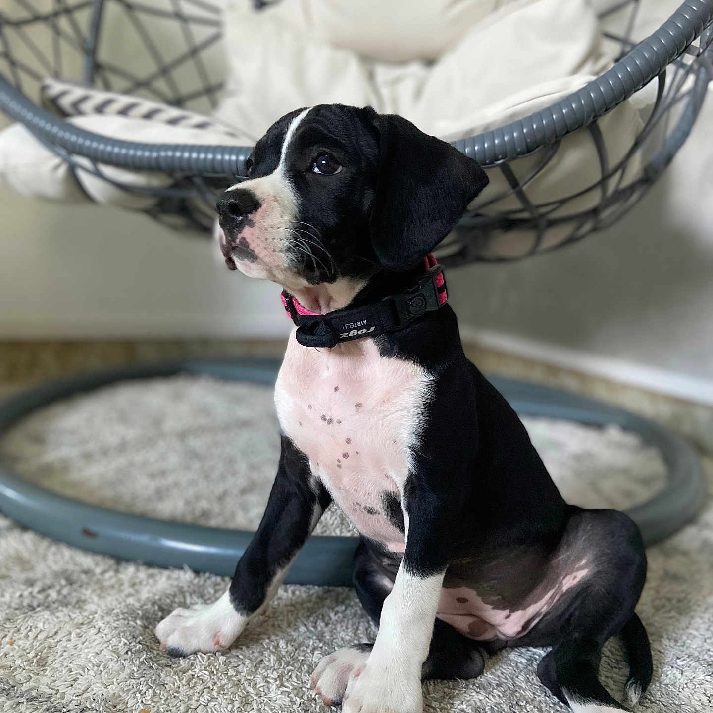 Yuna a rejoint le concours — aidez-le/la à gagner de superbes lots ! animal, black_and_white, carpet, collar, curious, cute, dog, domestic, ear, fur, furniture, hanging_chair, indoor, nose, paw, pet, puppy, sitting, spot, young