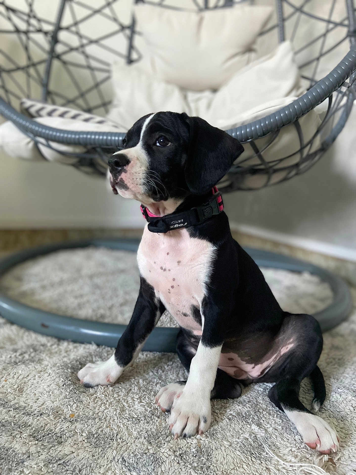 Yuna a rejoint le concours — aidez-le/la à gagner de superbes lots ! puppy, dog, black_and_white, sitting, indoor, carpet, hanging_chair, curious, collar, pet, young, cute, fur, spot, paw, nose, ear, animal, domestic, furniture