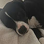 Yuna participe au concours pour gagner de l'argent avec cette photo : dog, black_and_white, lying_down, blanket, resting, pet, canine, fur, sleepy, indoors, cozy, close_up, snuggling, animal, cute, companion, relaxed, soft, white, black