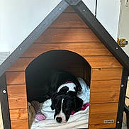 Yuna a rejoint le concours — aidez-le/la à gagner de superbes lots ! dog, doghouse, wood, blanket, toy, indoor, pet, black_and_white, floor, relaxed, resting, canine, animal, comfort, collar, home, furniture, door, tile_floor, sleepy