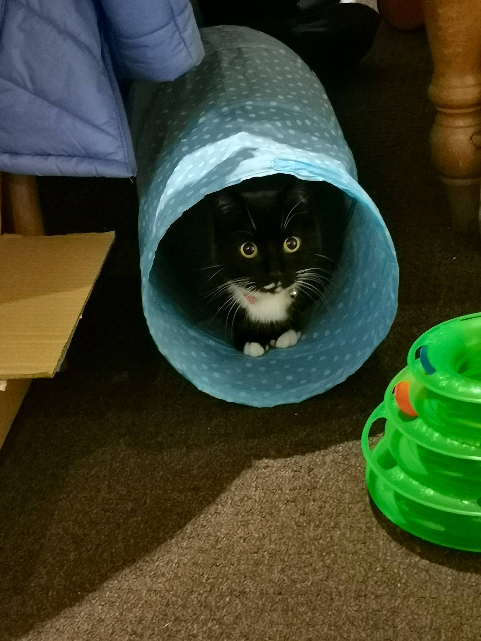 Sally is registered to the contest to win money with this photo: carnivore, cat, domestic_short_haired_cat, felidae, floor, flooring, green, small_to_medium_sized_cats, table, whiskers