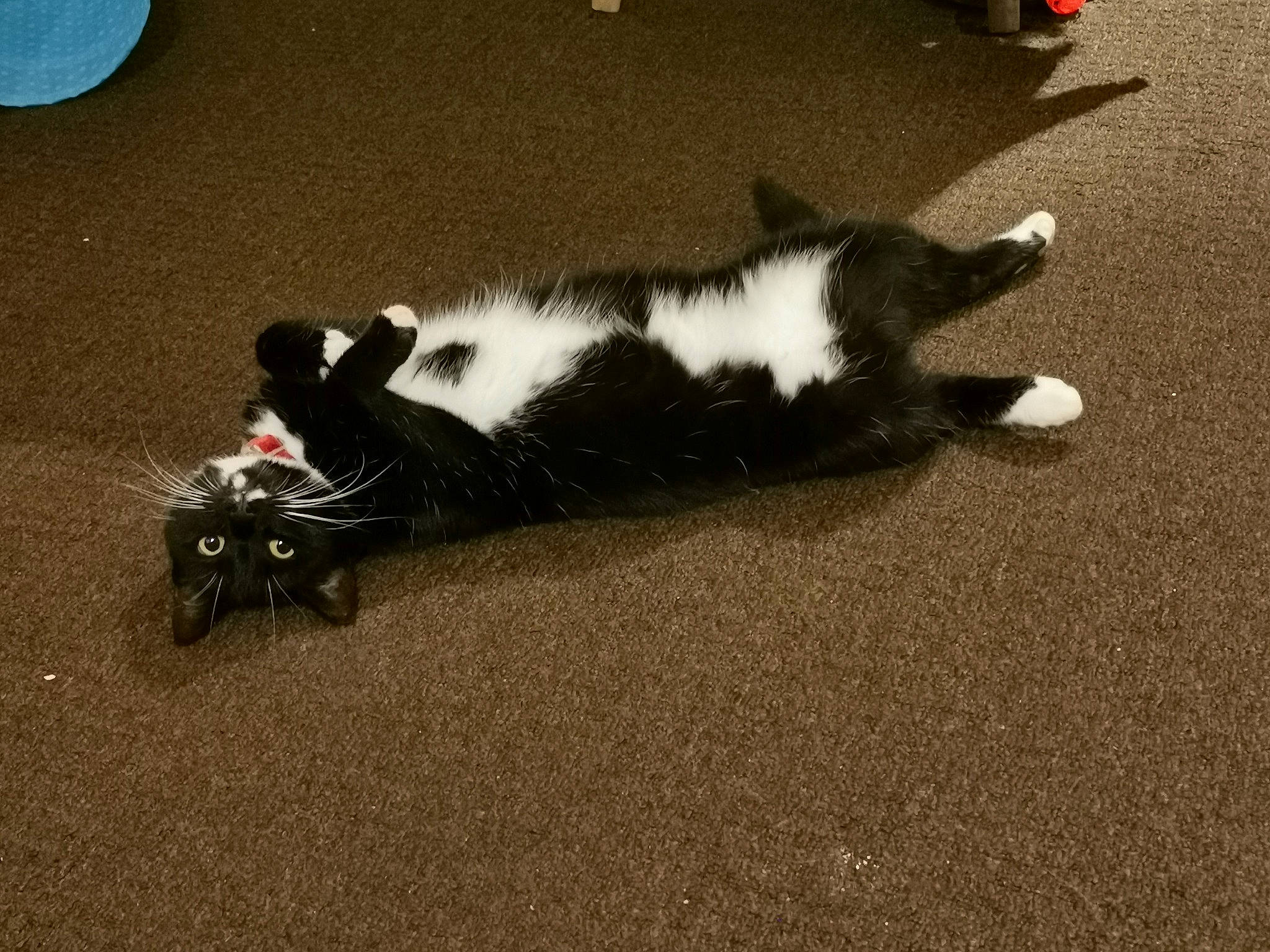 Sally joined the competition — help win amazing prizes! border_collie, canidae, carnivore, cat, felidae, fur, kitten, paw, skunk, small_to_medium_sized_cats, tail, whiskers