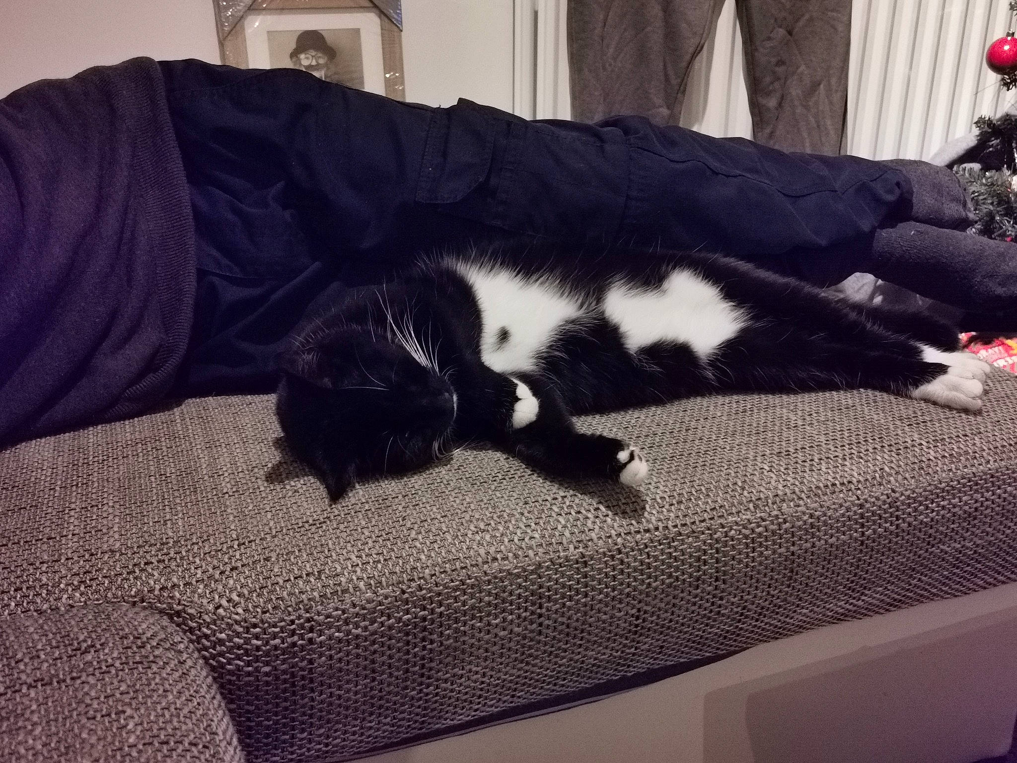 Sally is registered to the contest to win money with this photo: bed, bed_sheet, black_cat, canidae, carnivore, cat, comfort, couch, felidae, fur, furniture, kitten, linens, nap, room, sky, sleep, small_to_medium_sized_cats, tail, whiskers