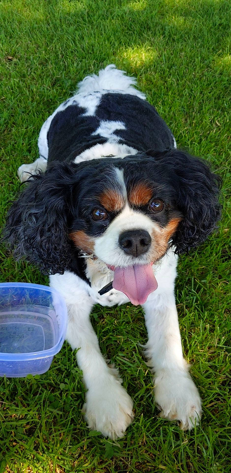 Barney is registered to the contest to win money with this photo: canidae, carnivore, cavalier_king_charles_spaniel, companion_dog, dog, dog_breed, fur, grass, hunting_dog, king_charles_spaniel, liver, snout, spaniel, sporting_group, terrestrial_animal, toy_dog, working_animal, working_dog