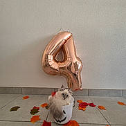 Aïka a rejoint le concours — aidez-le/la à gagner de superbes lots ! autumn_leaves, balloon, birthday, blue_eyes, bucket, cat, celebration, cute, decor, festive, floor, fluffy, gray_tail, holiday, indoor, kitten, number_4, pet, tile, white_cat