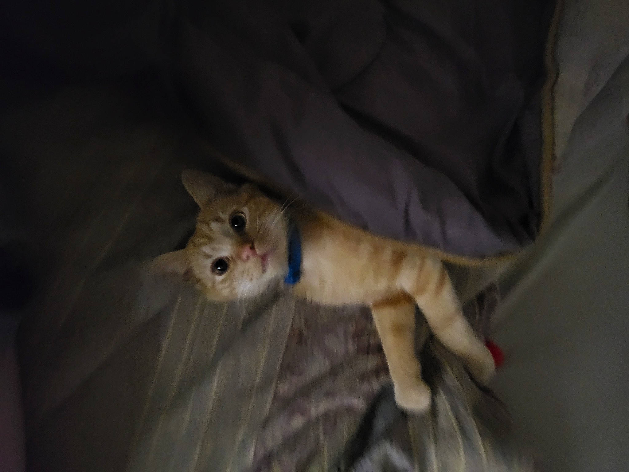 Garfield is registered to the contest to win money with this photo: canidae, carnivore, cat, claw, comfort, companion_dog, dog_breed, domestic_short_haired_cat, ear, fawn, felidae, fur, hardwood, small_to_medium_sized_cats, snout, sporting_group, tail, terrestrial_animal, whiskers, wood