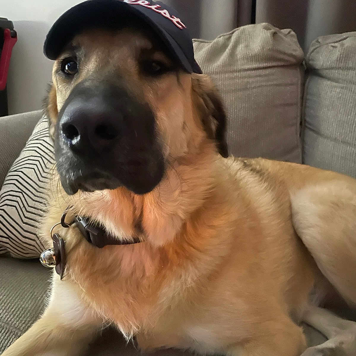 Tucker is registered to the contest to win money with this photo: animal, bell, brown_fur, canine, cap, closeup, collar, couch, dog, domestic_animal, ears, furniture, hat, indoor, paw, pet, portrait, relaxed, seated, snout