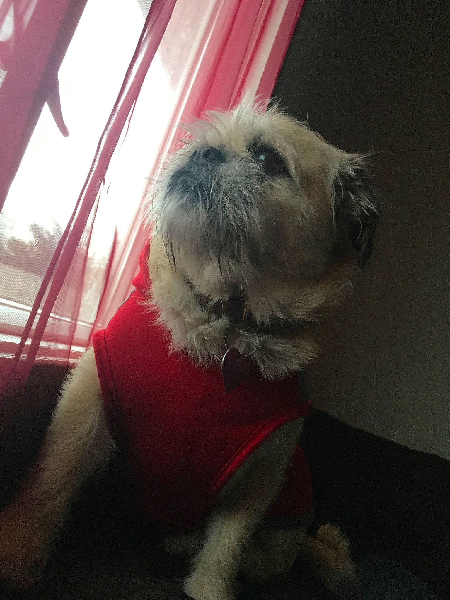 Babi joined the competition — help win amazing prizes! canidae, carnivore, companion_dog, dog, dog_breed, dog_clothes, fawn, fur, irish_soft_coated_wheaten_terrier, lhasa_apso, mammal, non_sporting_group, pug, puppy, rare_breed_dog, schnoodle, shih_tzu, snout, sporting_group, toy_dog