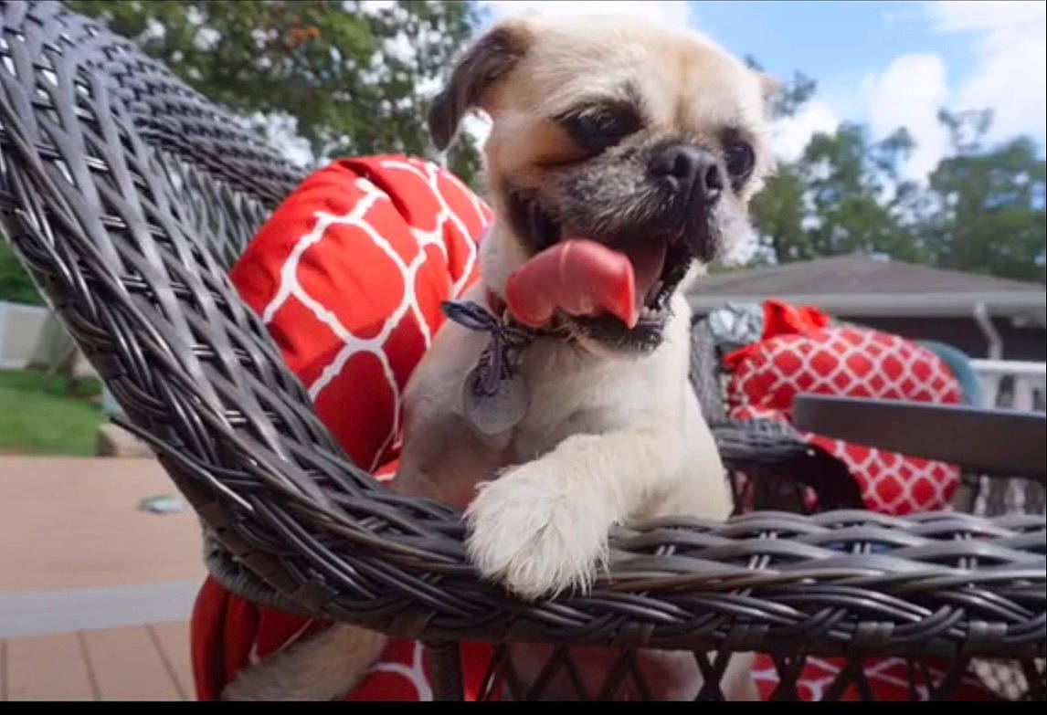 Babi is registered to the contest to win money with this photo: ancient_dog_breeds, canidae, carnivore, companion_dog, dog, dog_breed, fawn, mammal, non_sporting_group, pug, puppy, shih_tzu, snout, toy_dog, vertebrate