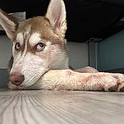 Axel is registered to the contest to win money with this photo: dog, husky, pet, animal, lying_down, blue_eyes, floor, wood_floor, indoor, resting, paw, close_up, fur, ears, canine, cute, looking_sideways, muzzle, domestic_animal, quiet